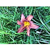 Laurie Jewett photo