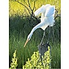 Elaine Odell photo